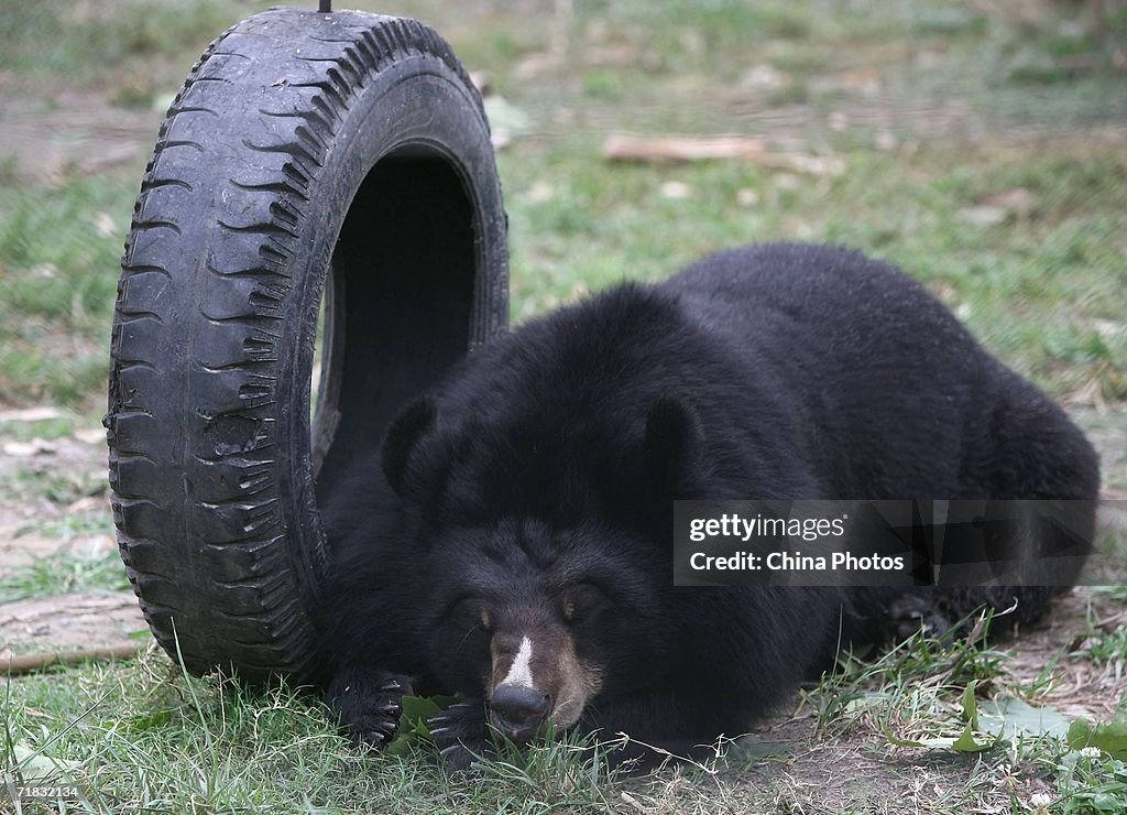 Moon Bear Rescue Centre In Chengdu