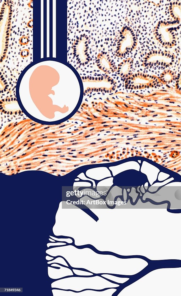 Closeup Of A Diagram Of The Human Fetus High Biology Diagrams