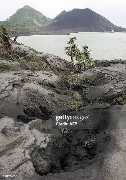 Rabaul, PAPUA NEW GUINEA: A coconut palm plantation in the shadow of Tuvurvur and Turangunan volcanoes lies buried beneath ash and mud on the...