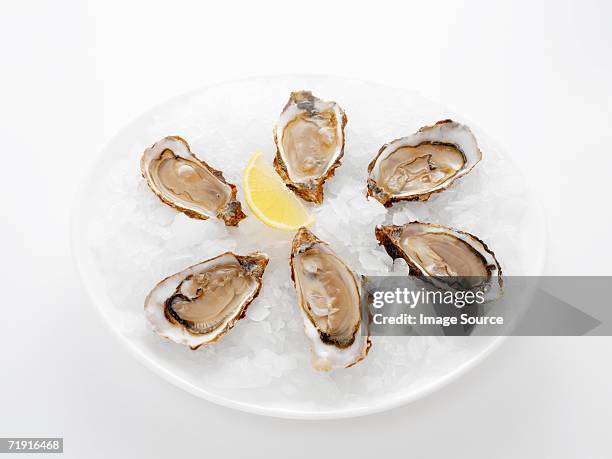 oysters - oysters stockfoto's en -beelden