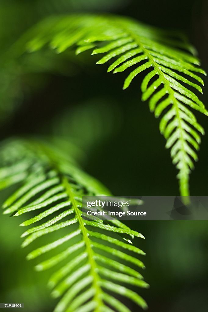 Fern leaves