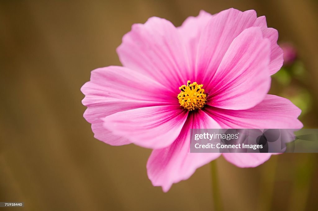 Pink cosmos flower