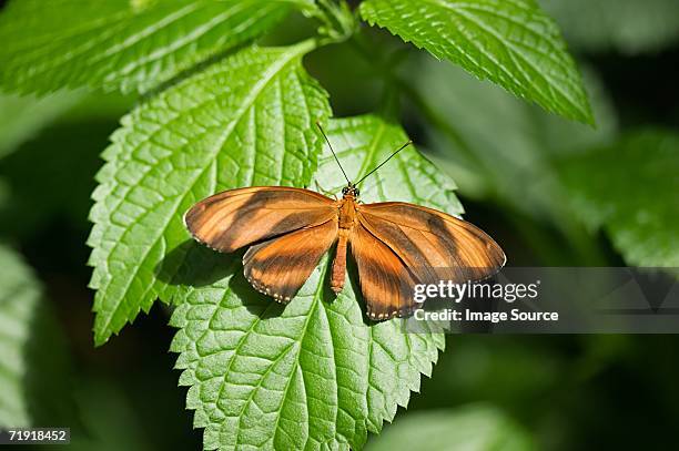 banded orange butterfly - heliconiinae stockfoto's en -beelden