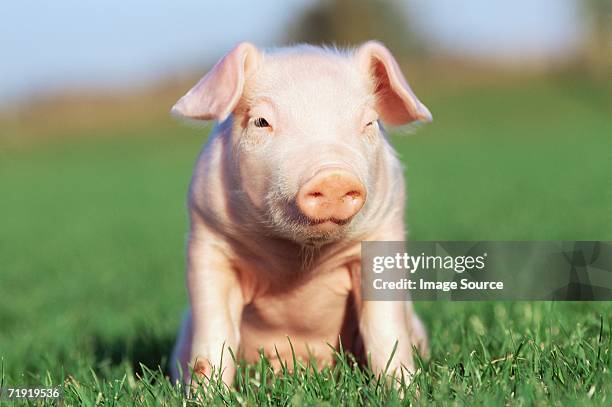 piglet sitting on grass - piglet bildbanksfoton och bilder