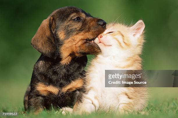 kitten and puppy on lawn - of dogs and cats together stock pictures, royalty-free photos & images