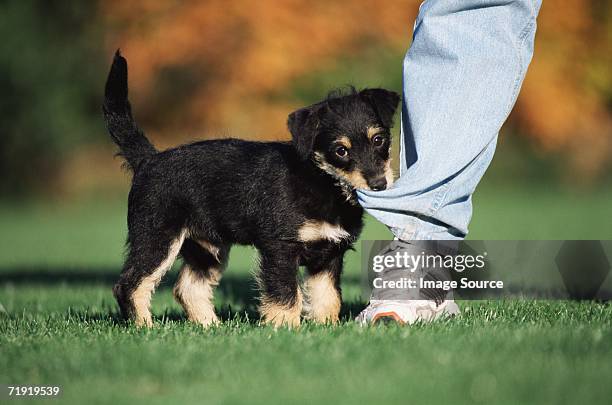 puppy biting someone's leg - biting ストックフォトと画像