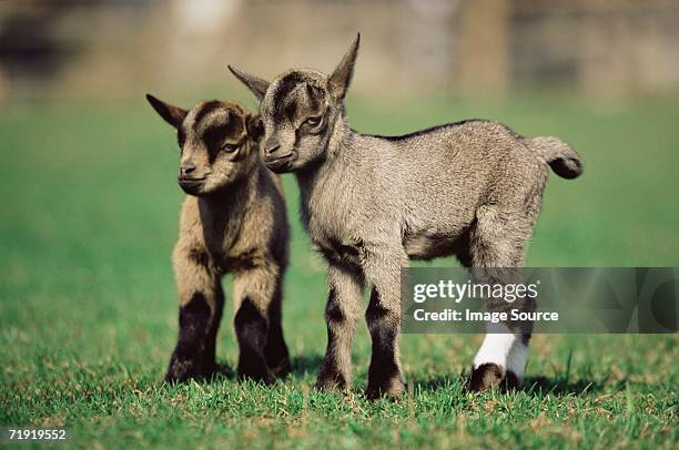 two kid goats in field - kitz stock-fotos und bilder