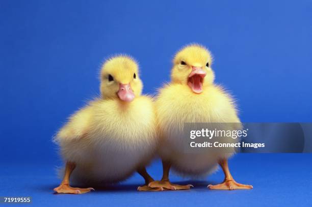two ducklings - duckling stock pictures, royalty-free photos & images