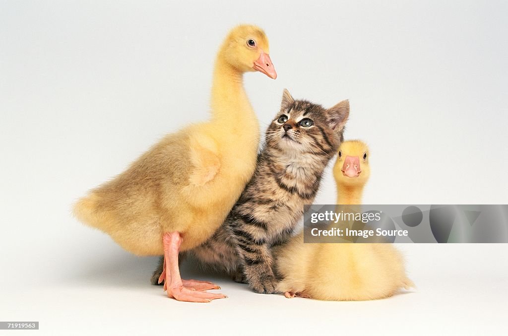 Kitten between two ducklings