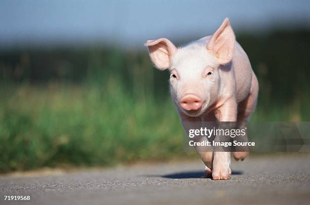 piglet running along road - poggy stock-fotos und bilder