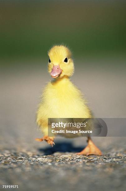 waddling duck - duckling stockfoto's en -beelden