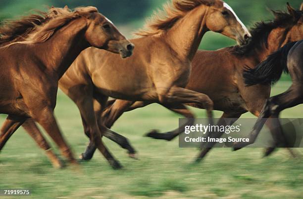 horses running - horses running fotografías e imágenes de stock