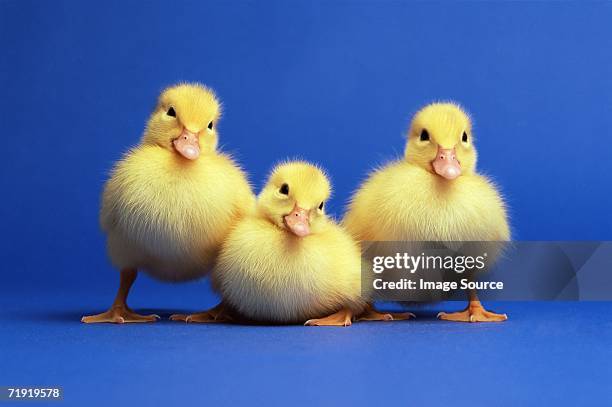 three ducklings - duckling stockfoto's en -beelden