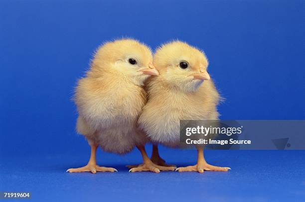 two chicks - küken stock-fotos und bilder