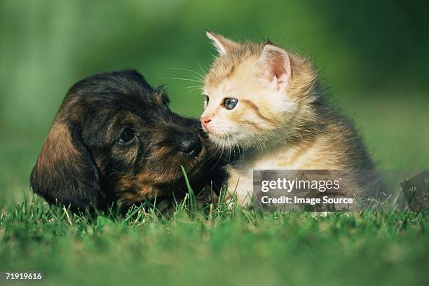 kitten and puppy on lawn - cat and dog together stock-fotos und bilder