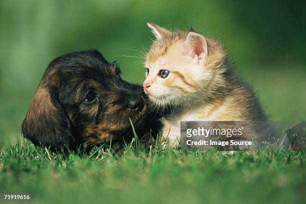 kitten and puppy on lawn - chat et chien photos et images de collection