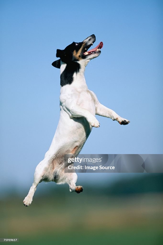 Jack russell terrier jumping