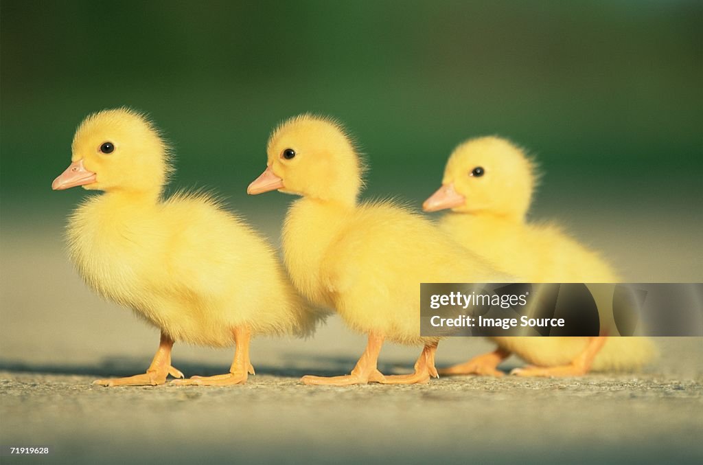 Three ducklings