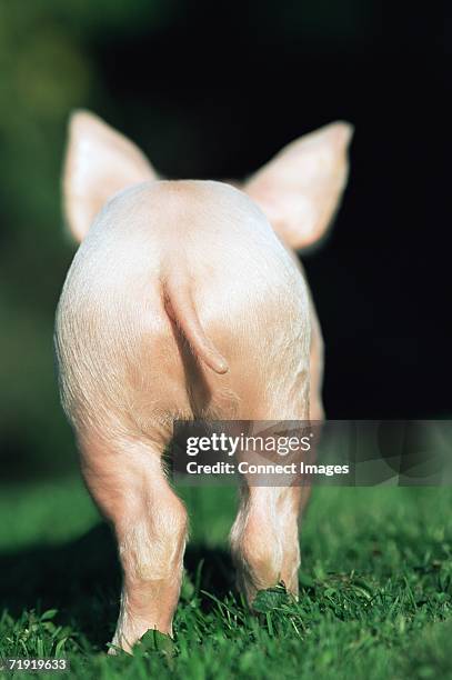 633 Pig Rear Stock Photos, High-Res Pictures, and Images - Getty Images