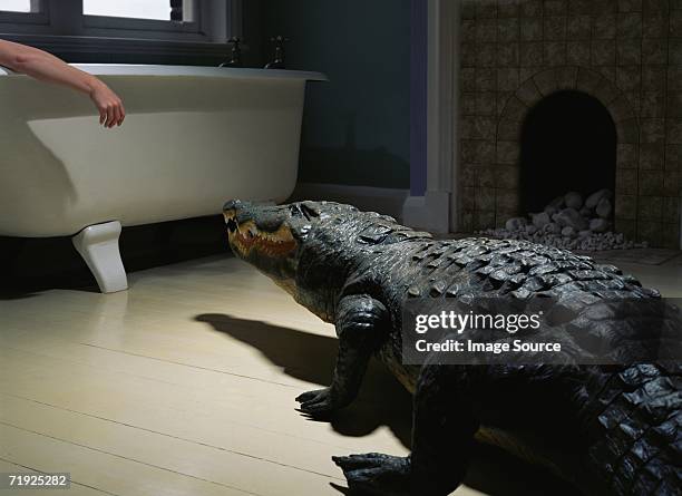 crocodile in the bathroom - ominous bildbanksfoton och bilder