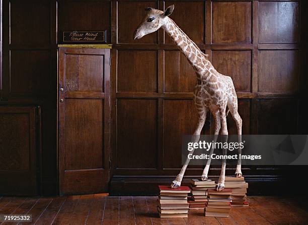 stuffed giraffe standing on books - secret door library stock pictures, royalty-free photos & images
