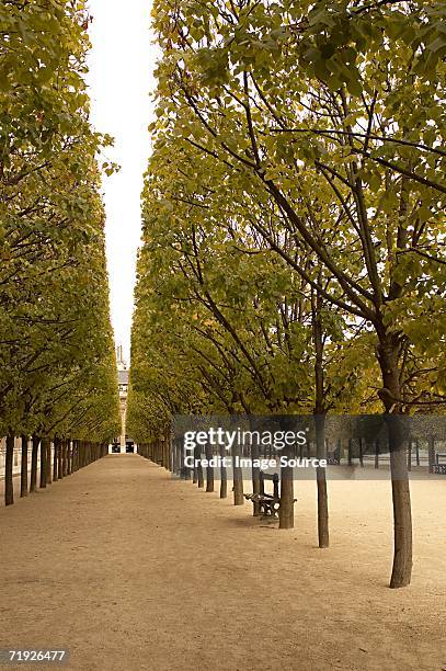 avenue of trees at palais royal paris - palais royal fotografías e imágenes de stock