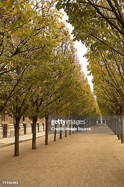 avenue of trees at palais royal paris - palais royal stockfoto's en -beelden