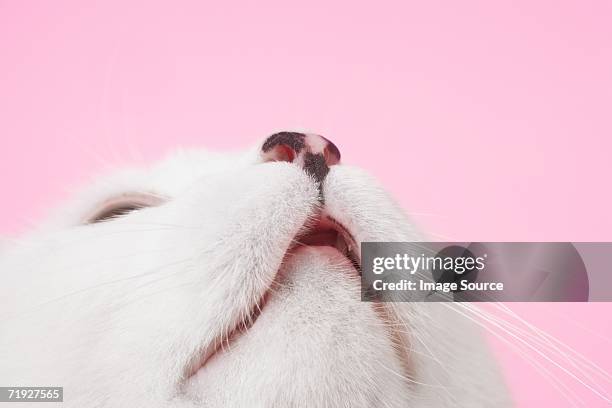 white cat looking up - animal sniffing stockfoto's en -beelden