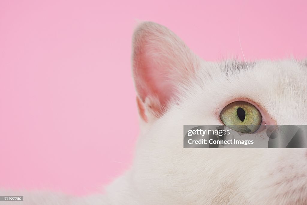 Eye of white cat
