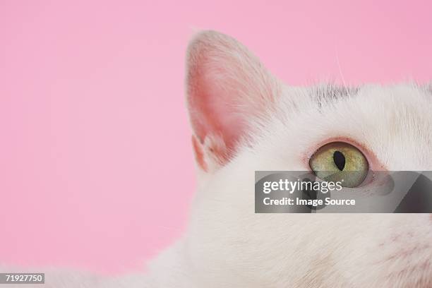 eye of white cat - animal ear stock pictures, royalty-free photos & images