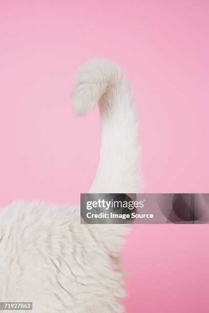 tail of white cat - tail stock pictures, royalty-free photos & images