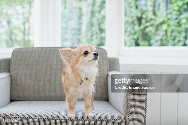 chihuahua on an armchair - chihuahua dog stockfoto's en -beelden