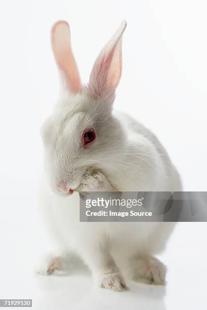 white rabbit - white rabbit ストックフォトと画像