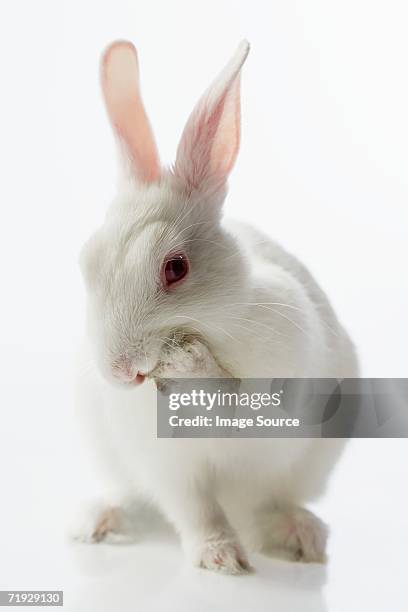 white rabbit - white rabbit stock pictures, royalty-free photos & images