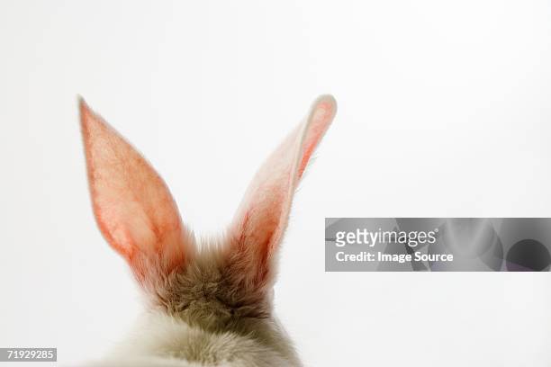 close-up of rabbit ears - easter rabbit stock pictures, royalty-free photos & images