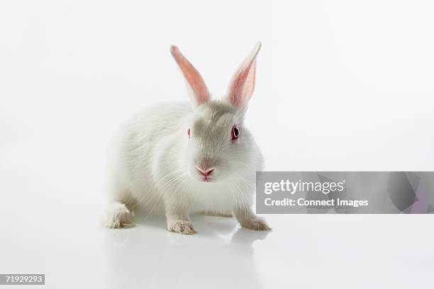 white rabbit - white rabbit costume - fotografias e filmes do acervo