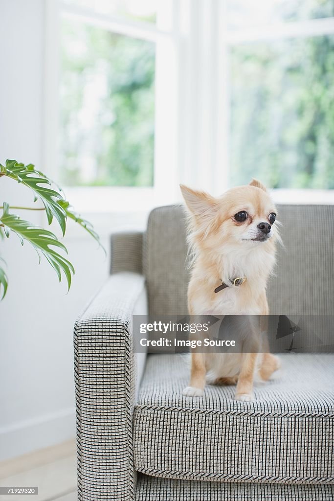 Chihuahua on an armchair