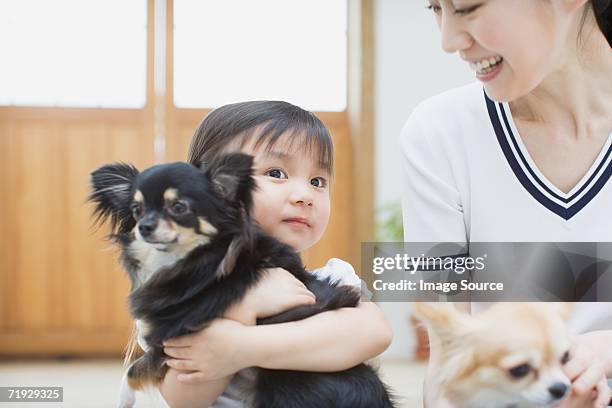 mother and daughter with chihuahuas - chihuahua love stock pictures, royalty-free photos & images