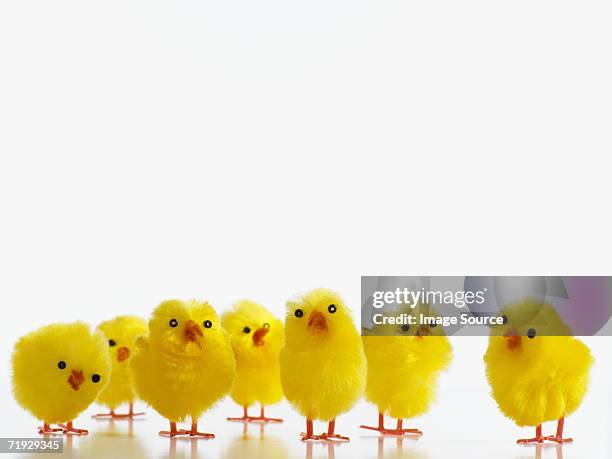 easter chicks - baby chicken stock pictures, royalty-free photos & images