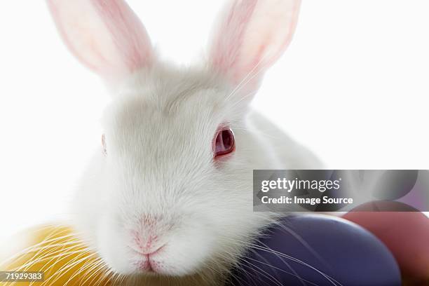 rabbit and colourful eggs - white rabbit stock pictures, royalty-free photos & images