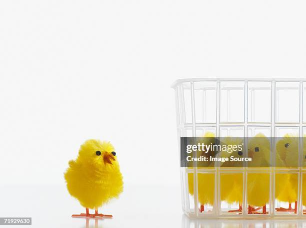 chick separated from others in basket - chicken decoration stock-fotos und bilder