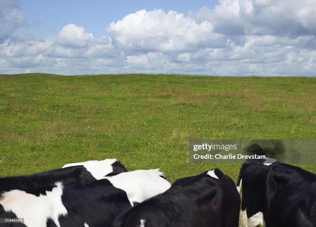 Cows in a pasture.