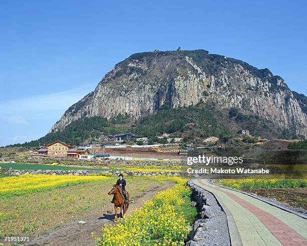 rocky mountain in jeju, korea - jeju horse stock pictures, royalty-free photos & images