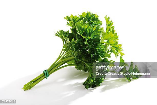 parsley, petroselinum - parsley stock-fotos und bilder