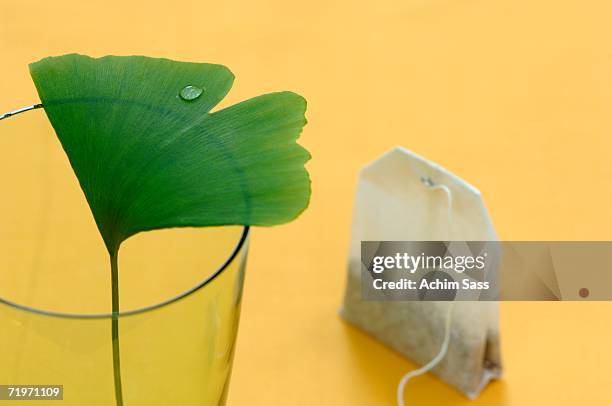 ginkgo leaf in glass with tea bag, close-up - herbal tea bag stock pictures, royalty-free photos & images