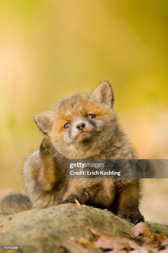 Red fox whelp