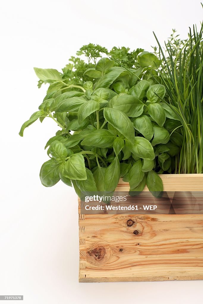 Herb plants in wood pot, close-up