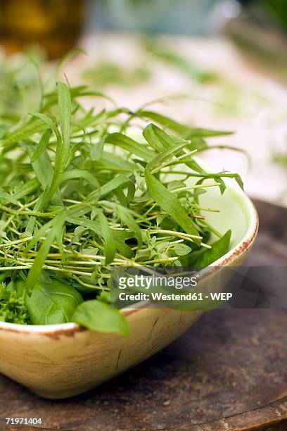 herbs in bowl, close-up - dragon stockfoto's en -beelden