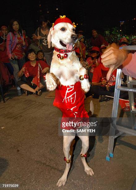 Wearing red to express their anger, protestors parade a dog during a demonstration in Taichung, central Taiwan, 23 September 2006. Thousands of...