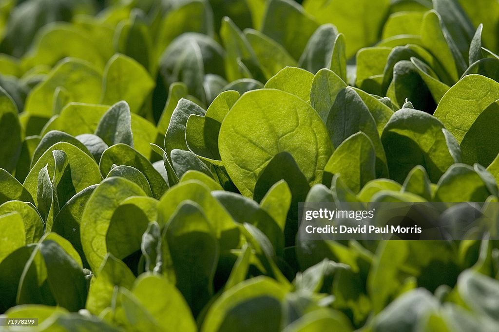 Spinach Growers Tally Losses As E. Coli Investigation Continues